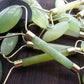 BuzzNest Natural Jade Facial Roller | Anti-Aging Massage Tool